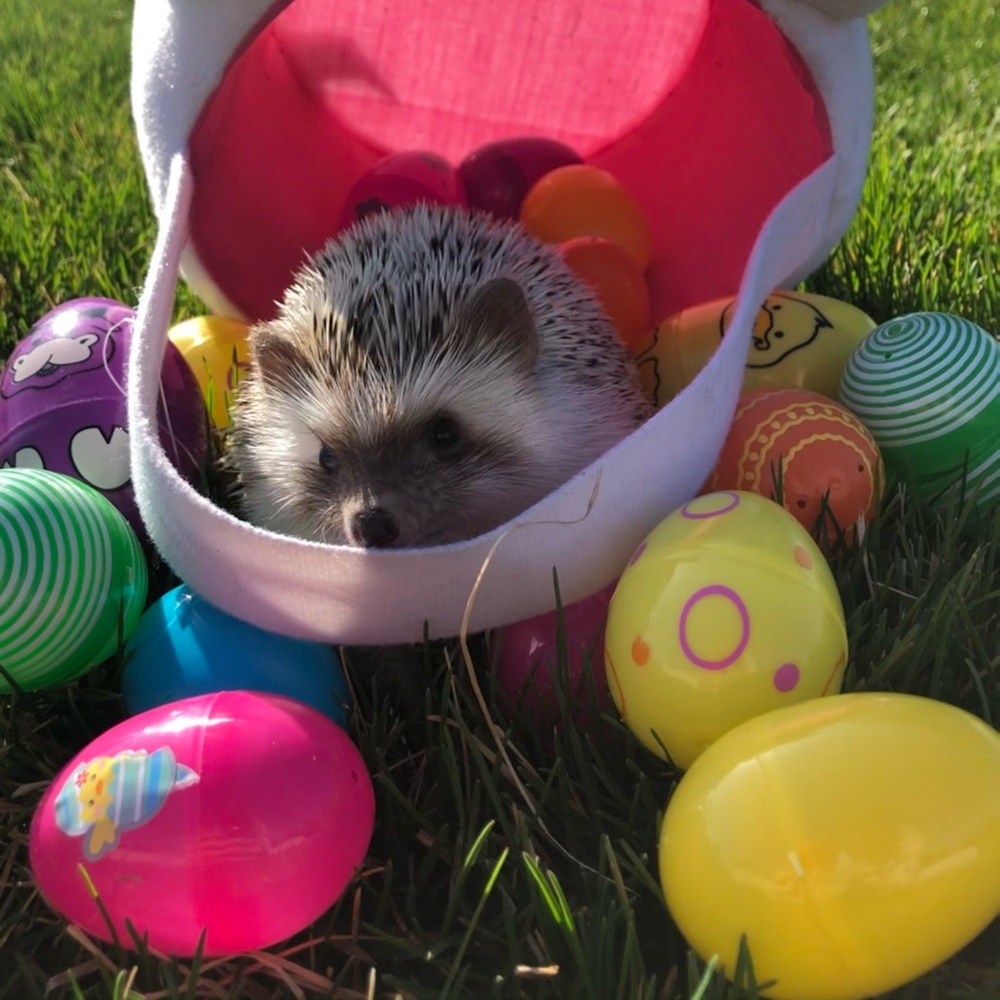 Meet your Posher, Jazz.
